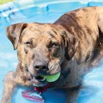 Pet of the Week